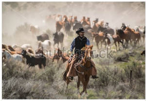 Cowboy_wrangler_leading_drive_Shutterstock_GEvans.jpg