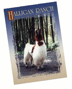 Print posters